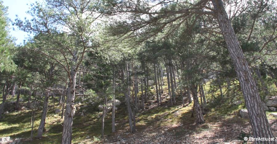 Un projecte de la Fundaci� Catalunya-La Pedrera protegeix els boscos catalans m�s fr�gils 