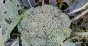 Montsi�: Productos de la huerta Km 0