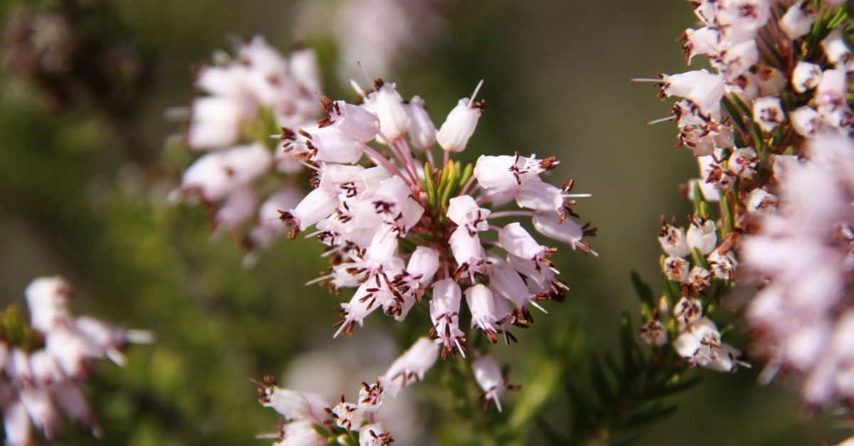 Uni de Pagesos insta el Govern a regular la recollecci del llentiscle i el bruc per afrontar laugment de robatoris al sector forestal