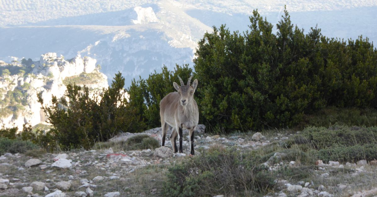 Acci Climtica defensa que han fet una vuitantena de controls de fauna cinegtica per tuberculosis als Ports | EbreActiu.cat, revista digital d’oci actiu | Terres de l’Ebre ...
