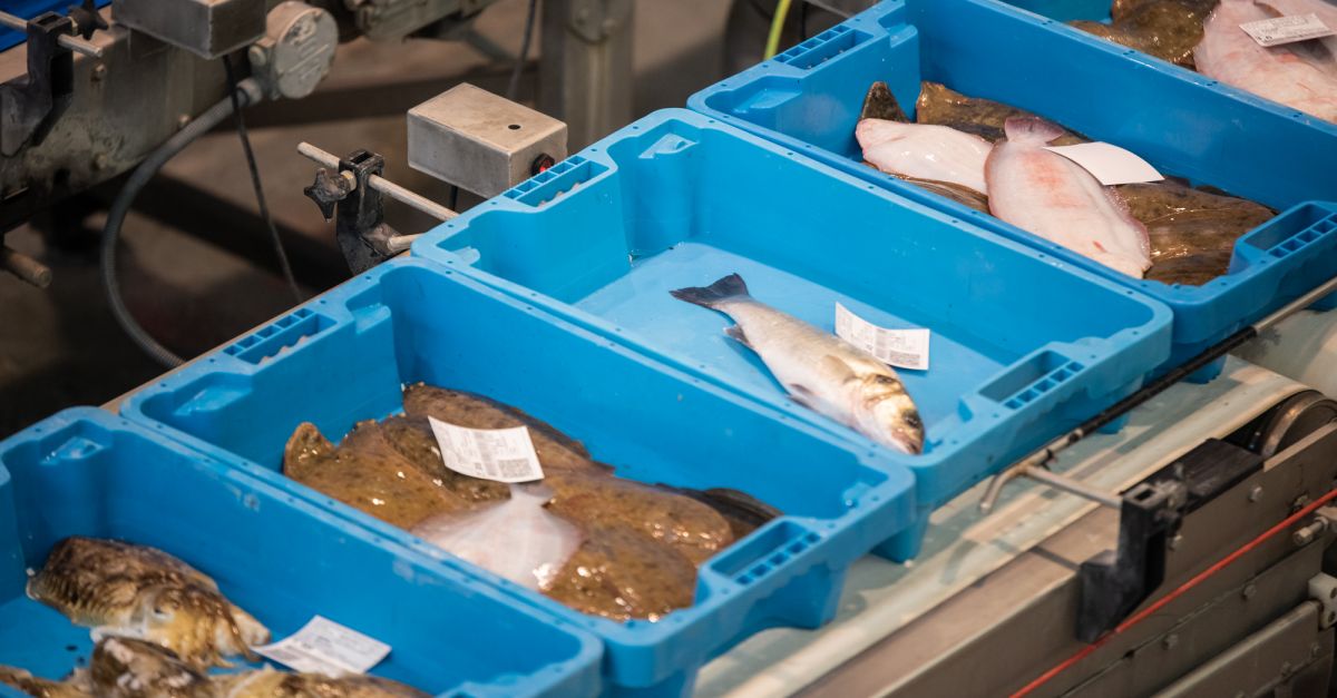 Els pescadors de Tarragona adoptaran caixes fetes amb clofolla d’arròs com a alternativa sostenible al plàstic | EbreActiu.cat, revista digital d’oci actiu | Terres de l’Ebre ...  Els pescadors de Tarragona adoptaran caixes fetes amb clofolla d’arròs com a alternativa sostenible al plàstic | EbreActiu.cat, revista digital d’oci actiu | Terres de l’Ebre ...