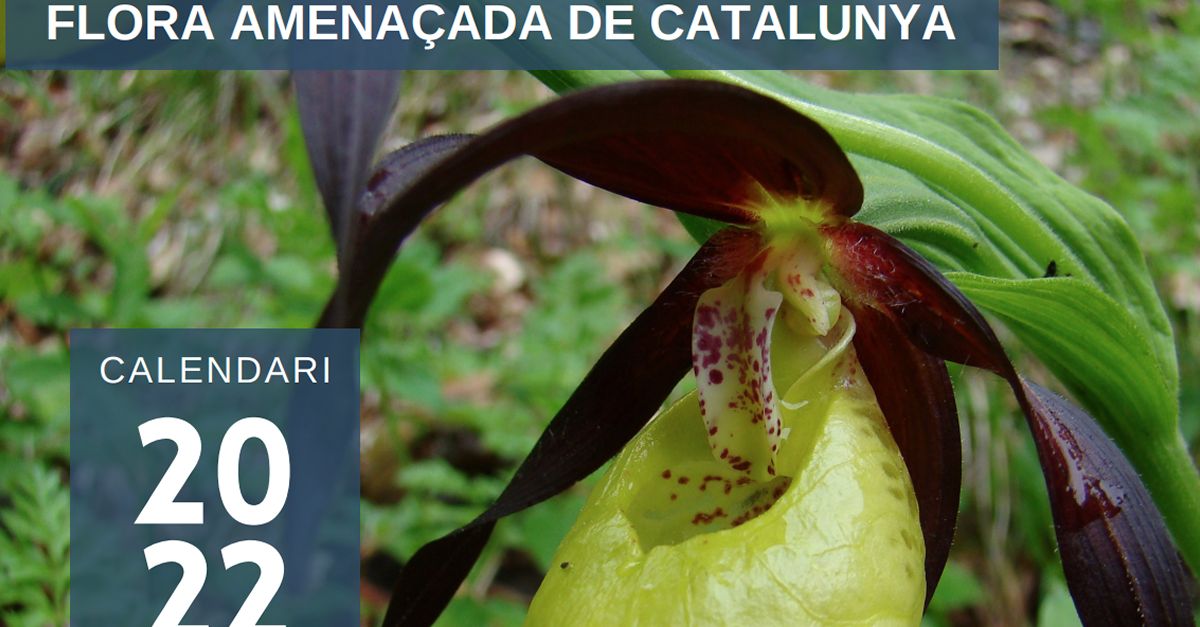 Medi Ambient edita un calendari amb 12 espcies de flora amenaades