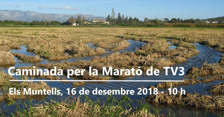 Caminada per la Marat� de TV3