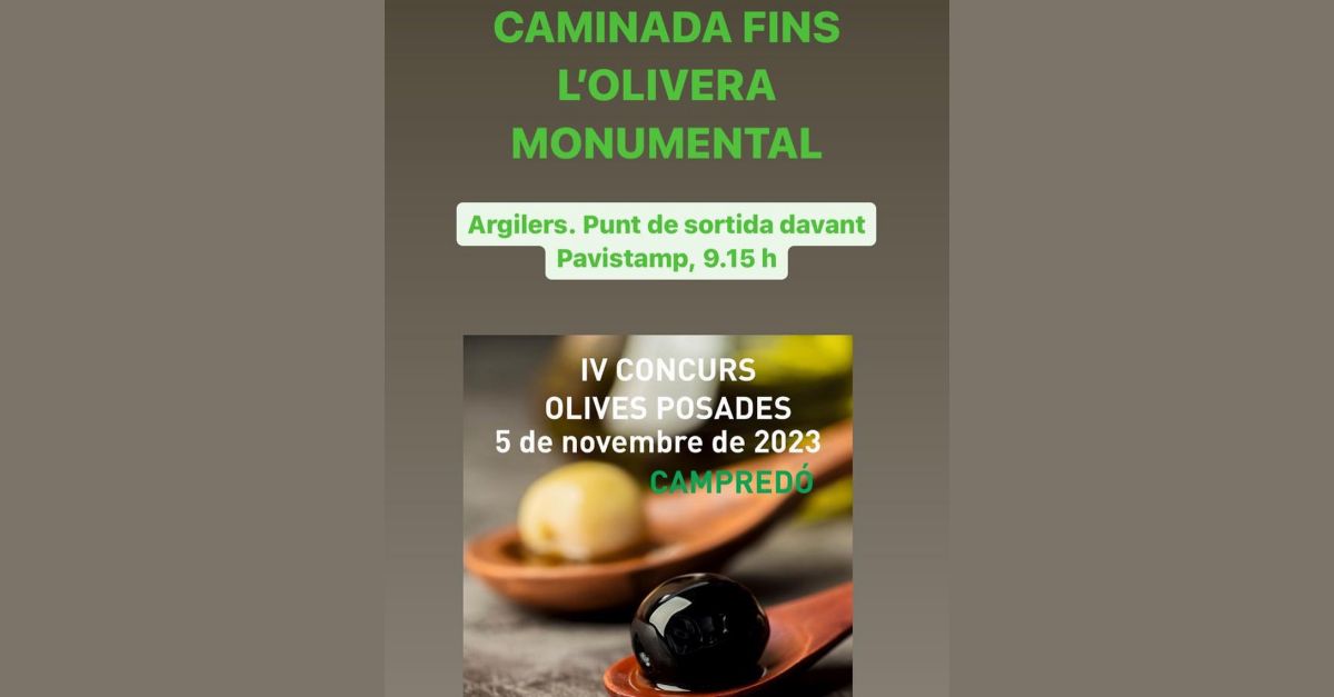 Caminada fins l�olivera monumental de Campred�