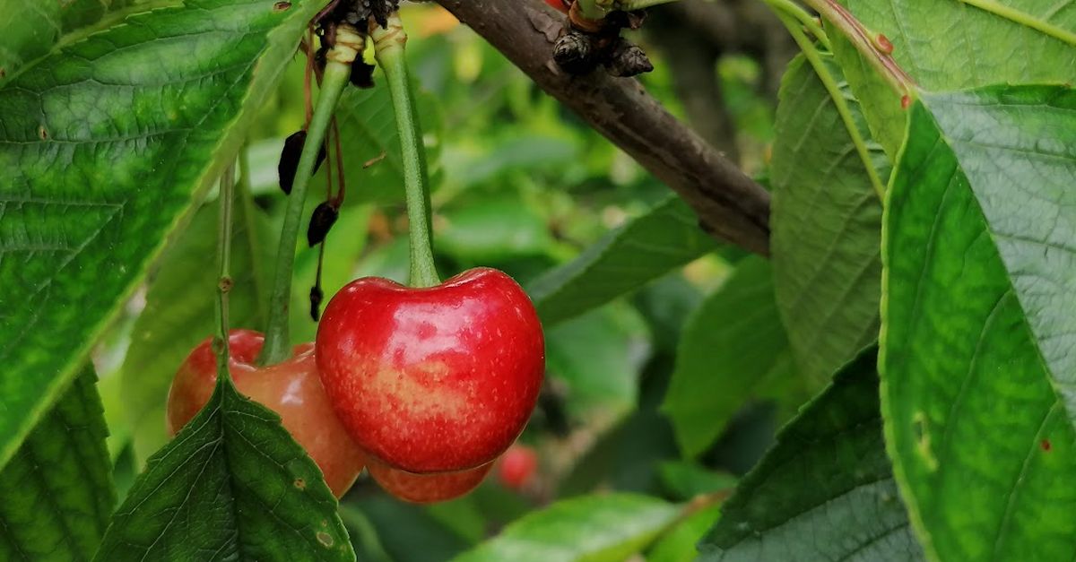 La Ribera dEbre produir 25.000 tones de fruita de pinyol i millorar les xifres de lany passat