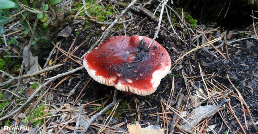 Campanya dinformaci i sensibilitzaci al Parc Natural dels Ports