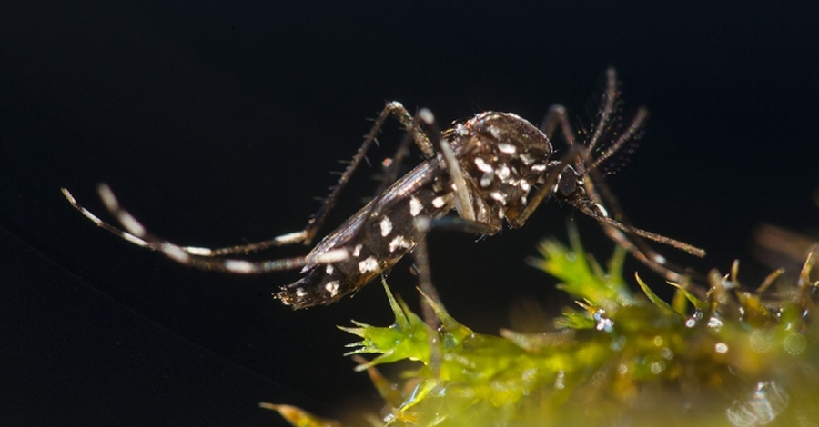 Campanya a les escoles de prevenci i control del mosquit tigre