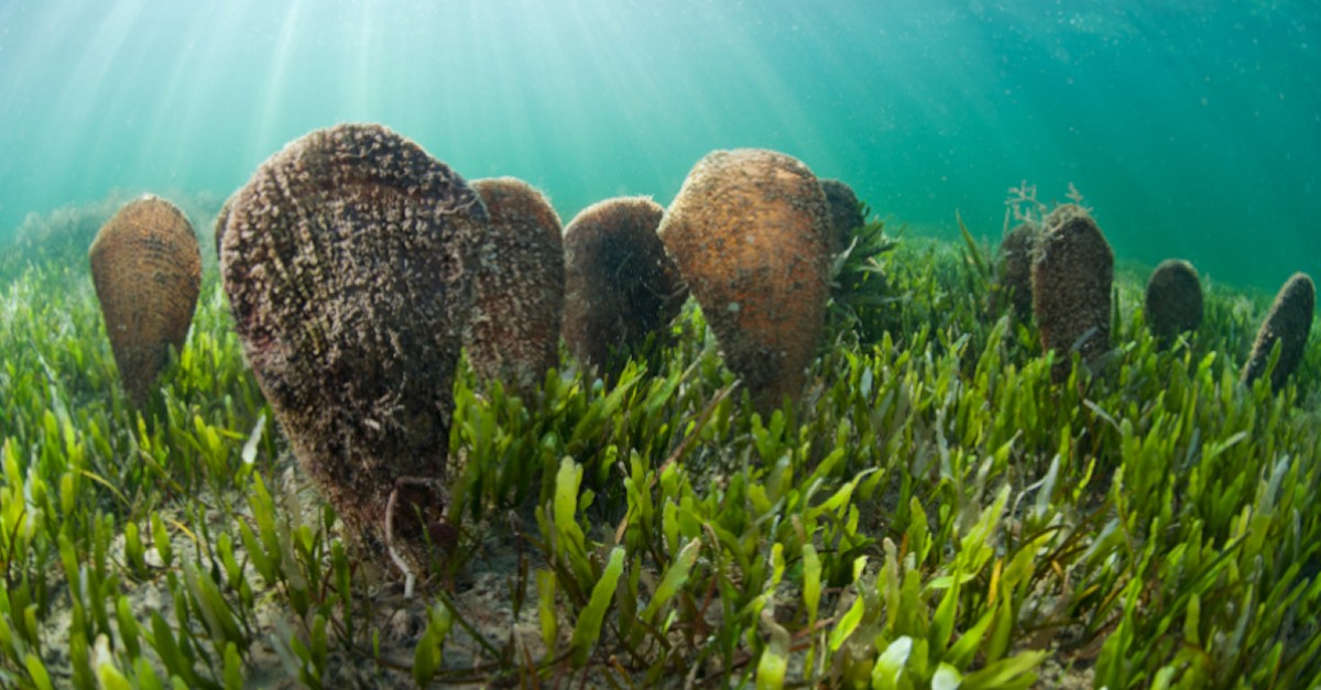 El Parc Natural del Delta de l’Ebre edita un trptic per a informar del risc d’extinci de les nacres | EbreActiu.cat, revista digital d’oci actiu | Terres de l’Ebre ...