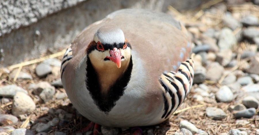 La Societat de Caadors dUlldecona engega una campanya de repoblaci de fauna salvatge