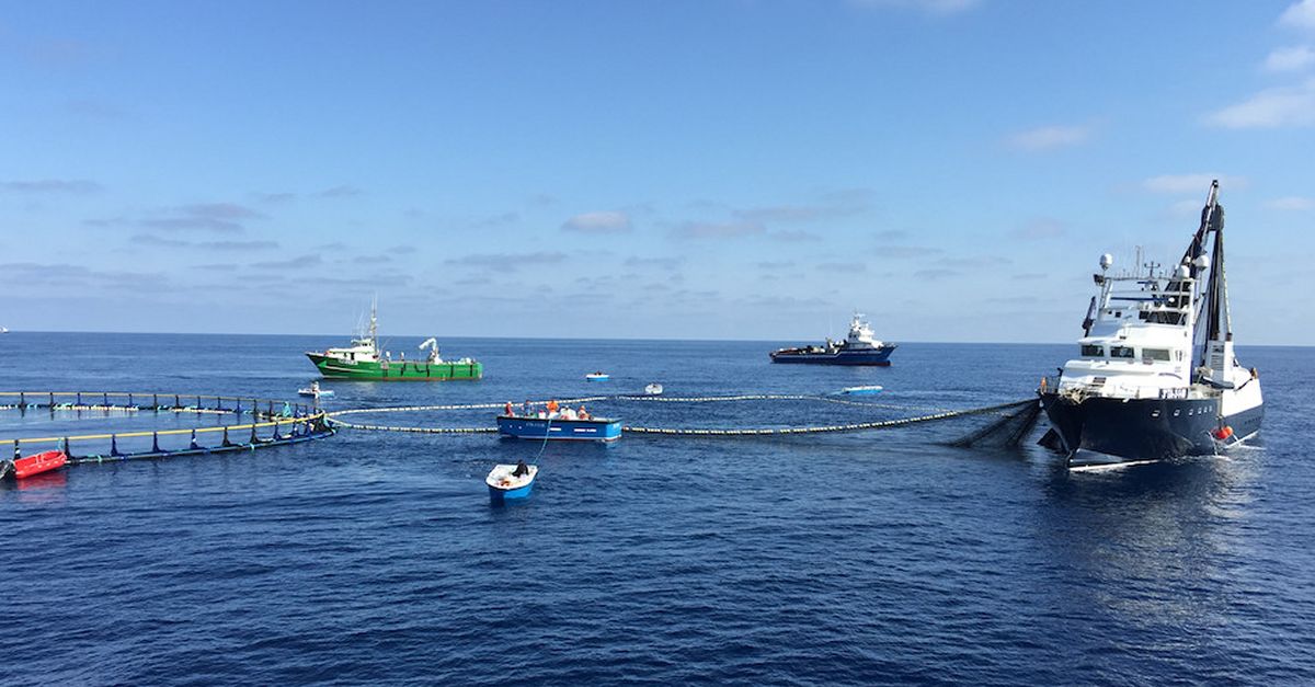 Balfegó iniciarà la campanya anual de pesca de tonyina roja aquest diumenge per capturar 3.087 tones | EbreActiu.cat, revista digital d’oci actiu | Terres de l’Ebre ... Balfegó iniciarà la campanya anual de pesca de tonyina roja aquest diumenge per capturar 3.087 tones | EbreActiu.cat, revista digital d’oci actiu | Terres de l’Ebre ...
