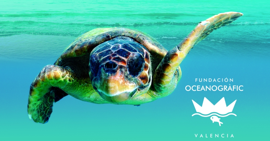 Benicarl sadhereix a la campanya Tortugues al Mediterrani de la Fundaci Oceanogrfic