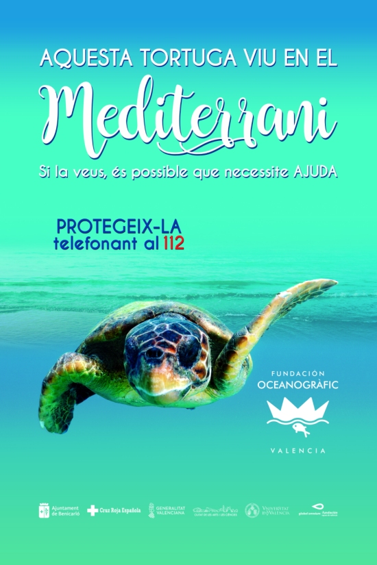 Benicarl� s&rsquo;adhereix a la campanya �Tortugues al Mediterrani� de la Fundaci� Oceanogr�fic | EbreActiu.cat, revista digital d&rsquo;oci actiu | Terres de l&rsquo;Ebre ...