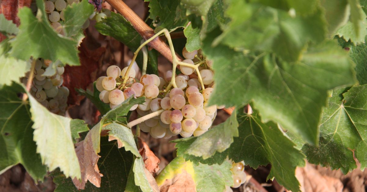 La sequera redueix un 25% la producci de la DO Terra Alta,  | EbreActiu.cat, revista digital d’oci actiu | Terres de l’Ebre ...