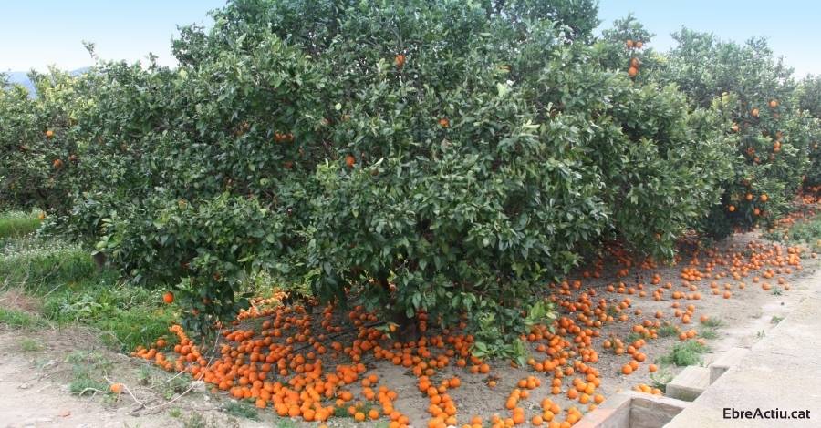 Agricultura impulsa un pla de suport als c�trics de l&rsquo;Ebre | EbreActiu.cat, revista digital d&rsquo;oci actiu | Terres de l&rsquo;Ebre ...