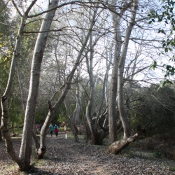 Muy buena participacin en el primer canicros de la temporada 2016/17