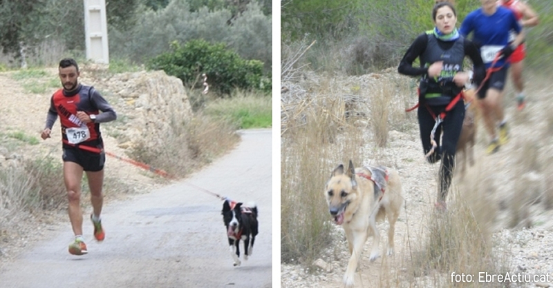 Primer canicrs de Tivenys amb 33 inscrits