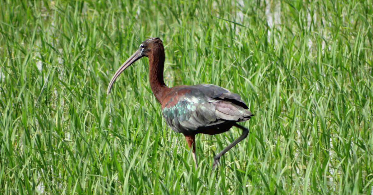 Un estudi de SEO BirdLife diu el delta de l’Ebre est experimentant una preocupant davallada d’aus aqutiques hivernants. | EbreActiu.cat, revista digital d’oci actiu | Terres de l’Ebre ...