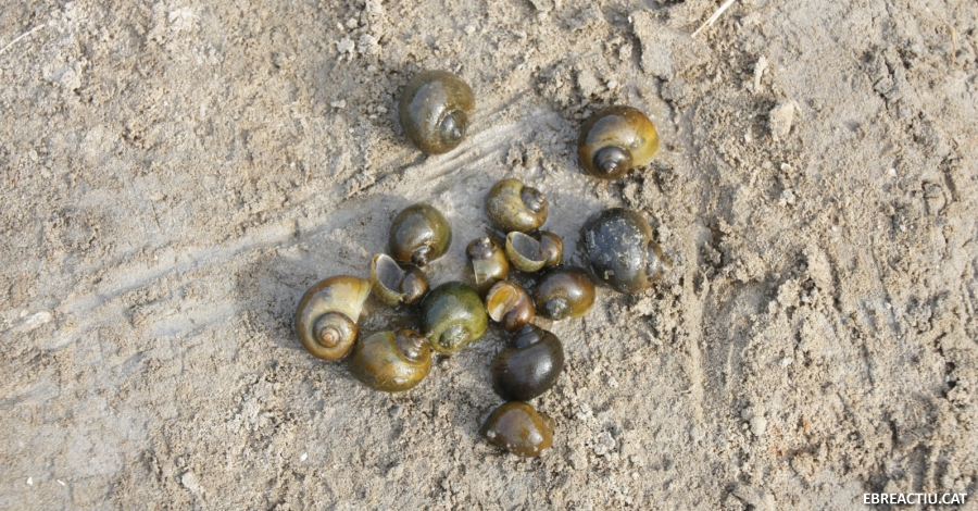 Sota control els focus puntuals de cargol maçana apareguts a l’hemidelta dret del riu Ebre | EbreActiu.cat, revista digital d’oci actiu | Terres de l’Ebre ... Sota control els focus puntuals de cargol maçana apareguts a l’hemidelta dret del riu Ebre | EbreActiu.cat, revista digital d’oci actiu | Terres de l’Ebre ...