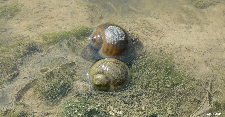 Detectat un nou focus de cargol maana al riu Ebre al terme municipal de Miravet | EbreActiu.cat, revista digital d’oci actiu | Terres de l’Ebre ...