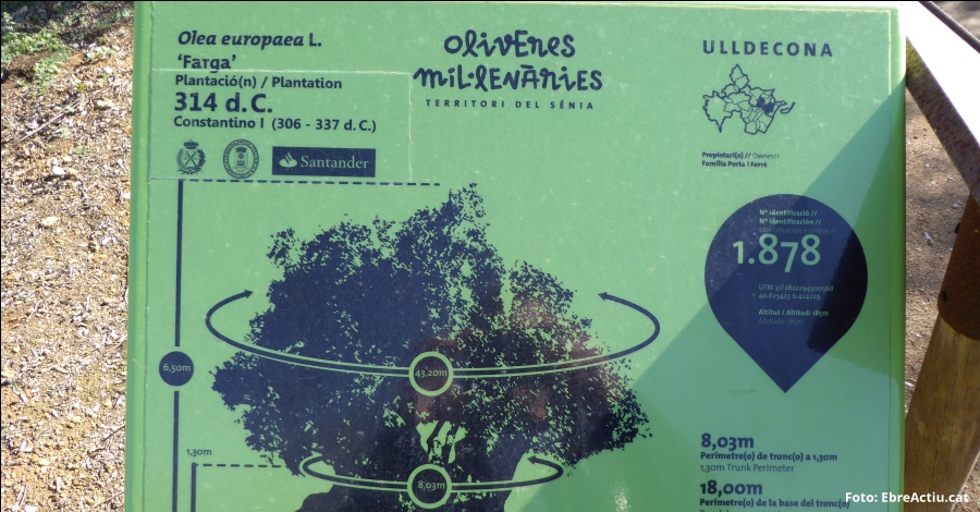 Patrim�nium: Celebraci�n del 1704 aniversario del olivo Farga I