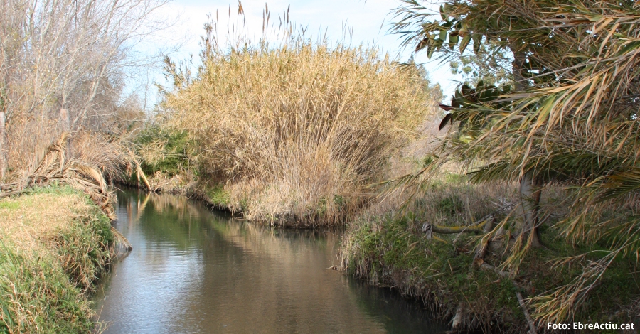 Natura | 2 de febrer, Dia Mundial de les Zones Humides