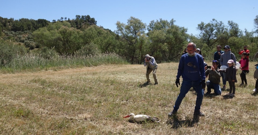 La Reserva Natural de Sebes celebra la Festa de les Cigonyes 