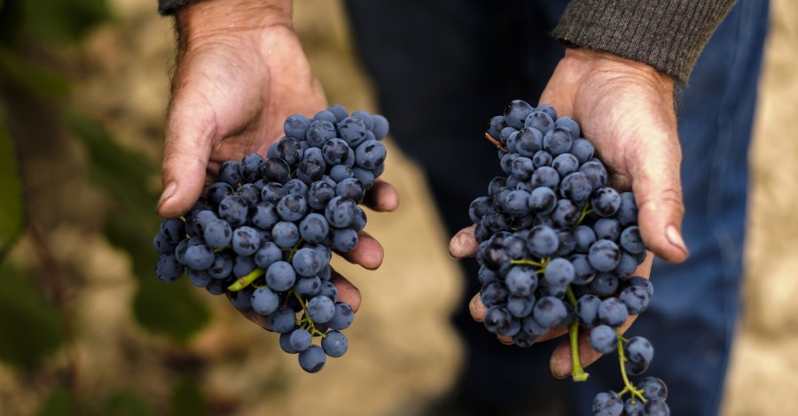Celler Pi�ol - Batea, DO Terra Alta | EbreActiu.cat, revista digital de ocio activo | Terres de l&rsquo;Ebre...