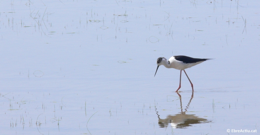 La poblaci� hivernal d&rsquo;ocells aqu�tics al delta de l&rsquo;Ebre ha estat un 20% inferior a la mitjana de l&rsquo;�ltima d�cada | EbreActiu.cat, revista digital d&rsquo;oci actiu | Terres de l&rsquo;Ebre ...
