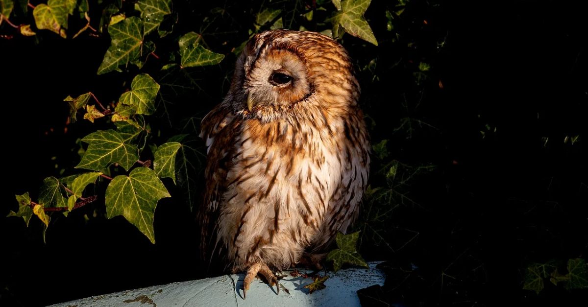 Cens d�aus nocturnes