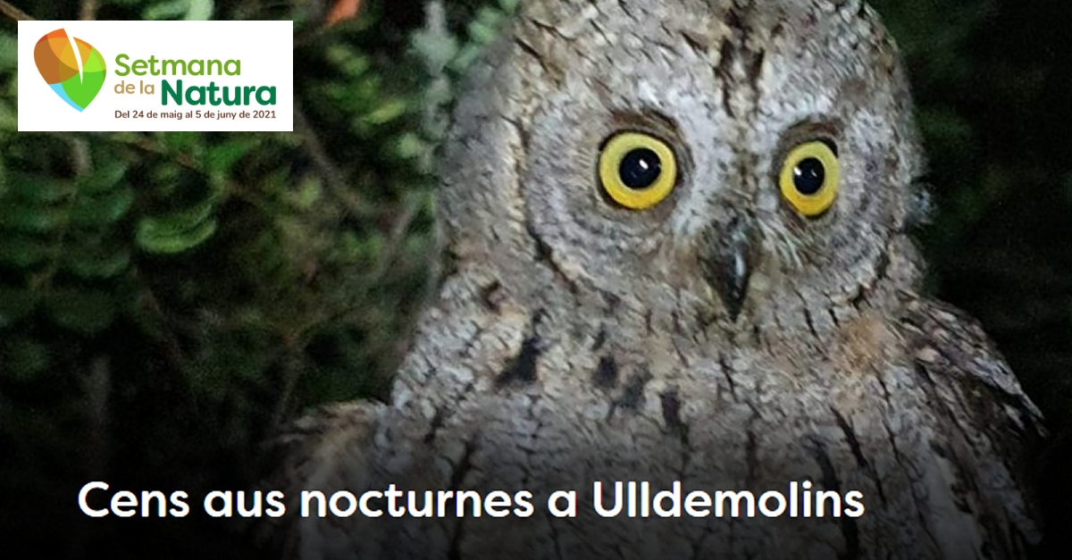 Cens d&rsquo;aus nocturnes a Ulldemolins - #SetmanaNatura2021