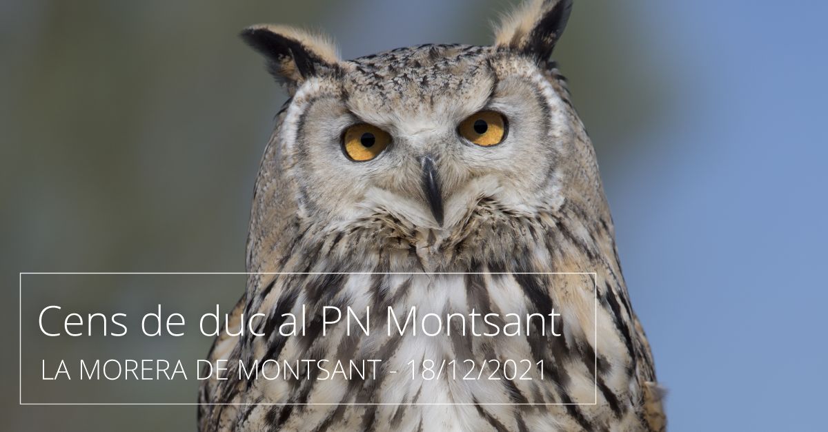Cens de duc al Parc Natural Serra de Montsant Cens de duc al Parc Natural Serra de Montsant
