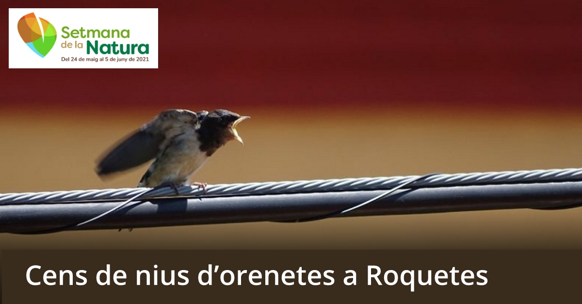 Cens de nius d�orenetes a Roquetes - #SetmanaNatura2021