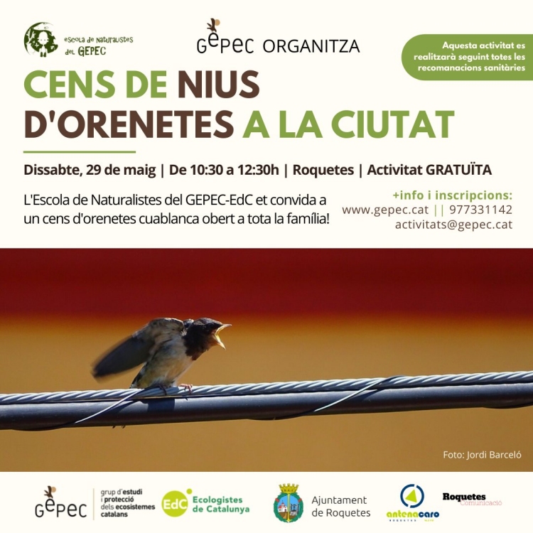 Cens de nius d�orenetes a Roquetes - #SetmanaNatura2021