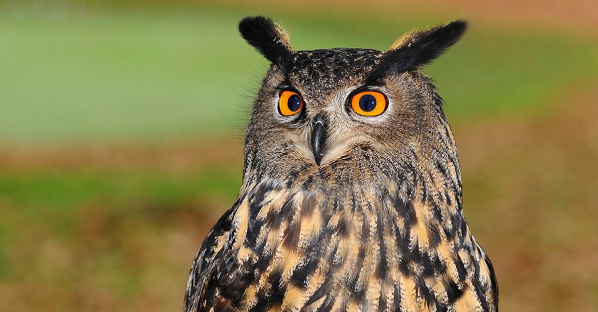 Seguiment de rapinyaires al Parc Natural Serra de Montsant | EbreActiu.cat, revista digital d’oci actiu | Terres de l’Ebre ... Seguiment de rapinyaires al Parc Natural Serra de Montsant | EbreActiu.cat, revista digital d’oci actiu | Terres de l’Ebre ...