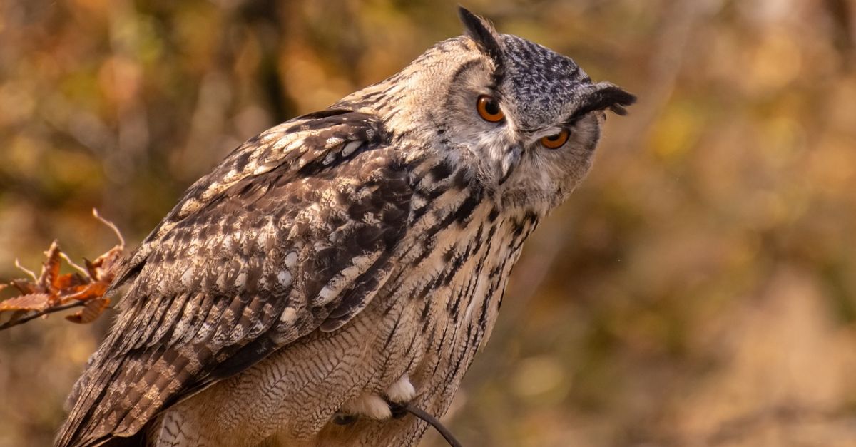 Cens d’aus nocturnes Cens d’aus nocturnes