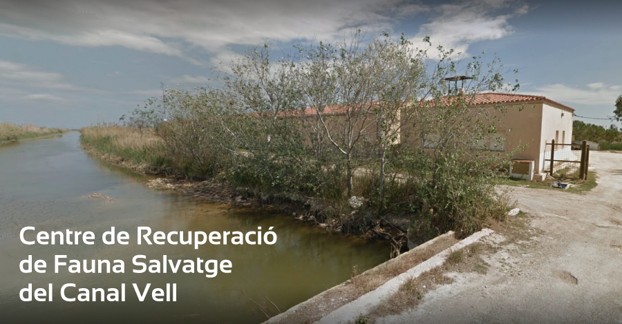 Visita al Centro de recuperaci�n de fauna salvatje del Canal Vell (delta del Ebro)