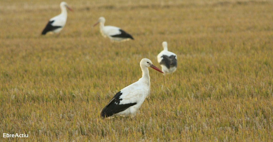 Es mant la tendncia a la baixa de la poblaci hivernal d’ocells aqutics al Parc Natural del Delta de l’Ebre | EbreActiu.cat, revista digital d’oci actiu | Terres de l’Ebre ...