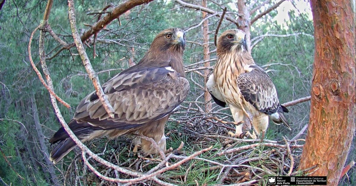 Cinc anys de seguiment en directe d’una parella d’guiles calades al Parc Natural dels Ports