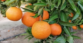 Montsi: Ctricos Km 0