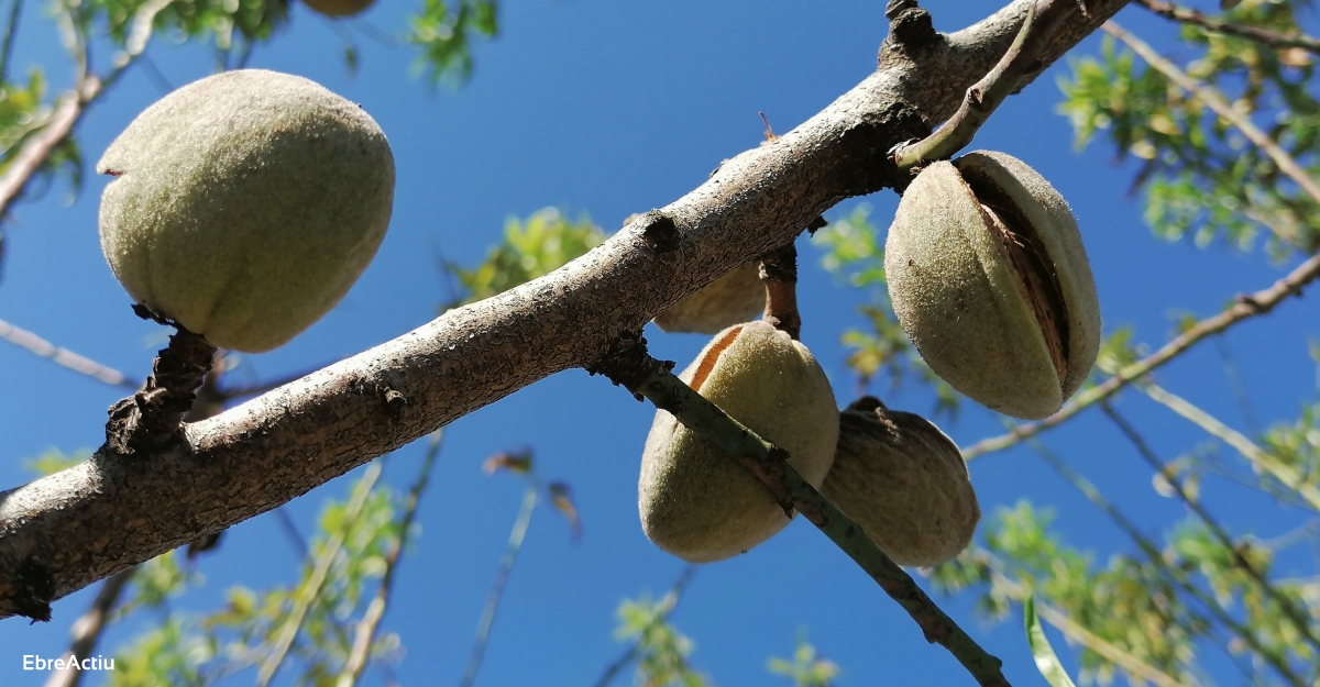 Unió de Pagesos calcula que la collita d’ametlla en secà disminuirà un 25% i el preu anirà a la baixa | EbreActiu.cat, revista digital d’oci actiu | Terres de l’Ebre ... Unió de Pagesos calcula que la collita d’ametlla en secà disminuirà un 25% i el preu anirà a la baixa | EbreActiu.cat, revista digital d’oci actiu | Terres de l’Ebre ...