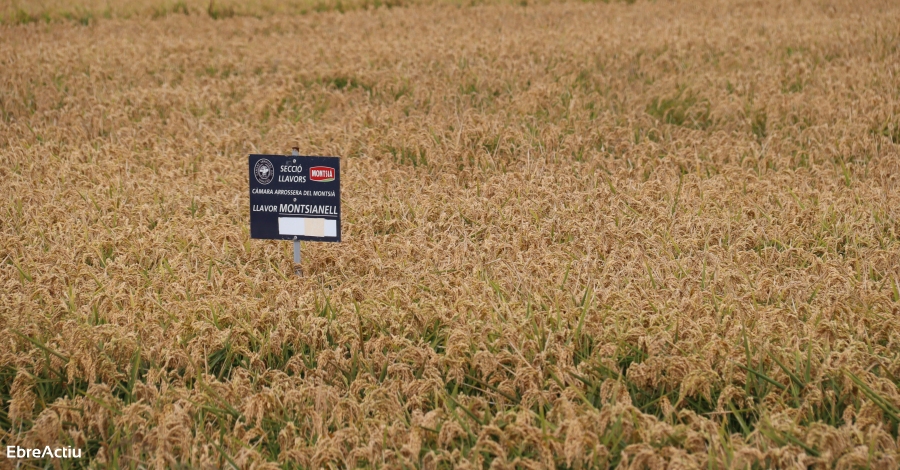 La collita d’arròs d’enguany supera les previsions inicials | EbreActiu.cat, revista digital d’oci actiu | Terres de l’Ebre ... La collita d’arròs d’enguany supera les previsions inicials | EbreActiu.cat, revista digital d’oci actiu | Terres de l’Ebre ...