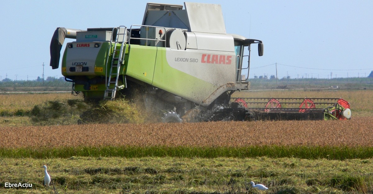 Descens del 10% en la collita darrs en una campanya atpica