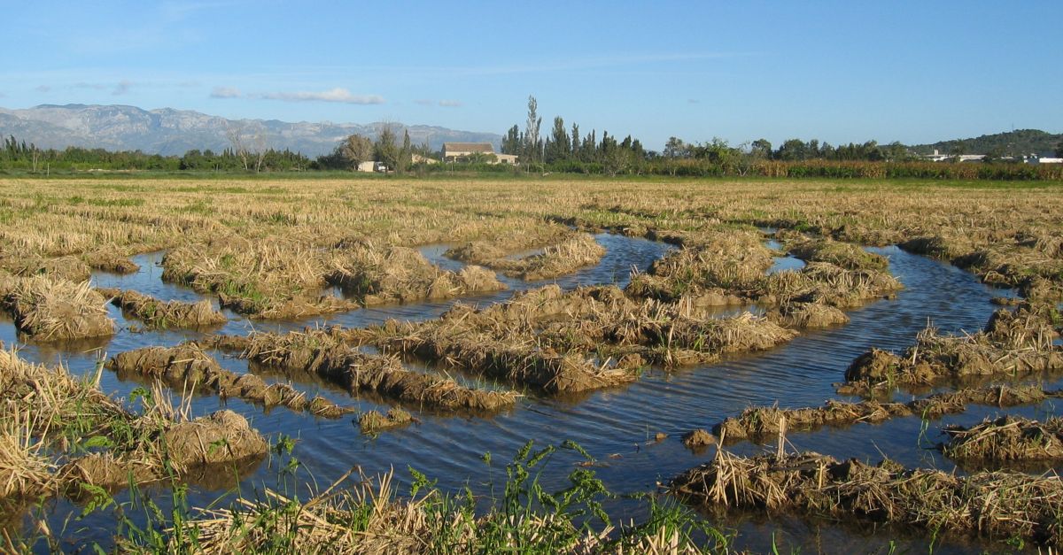 Els arrossaires salven la collita darrs al Delta per la minva de la producci sapropar al 30%