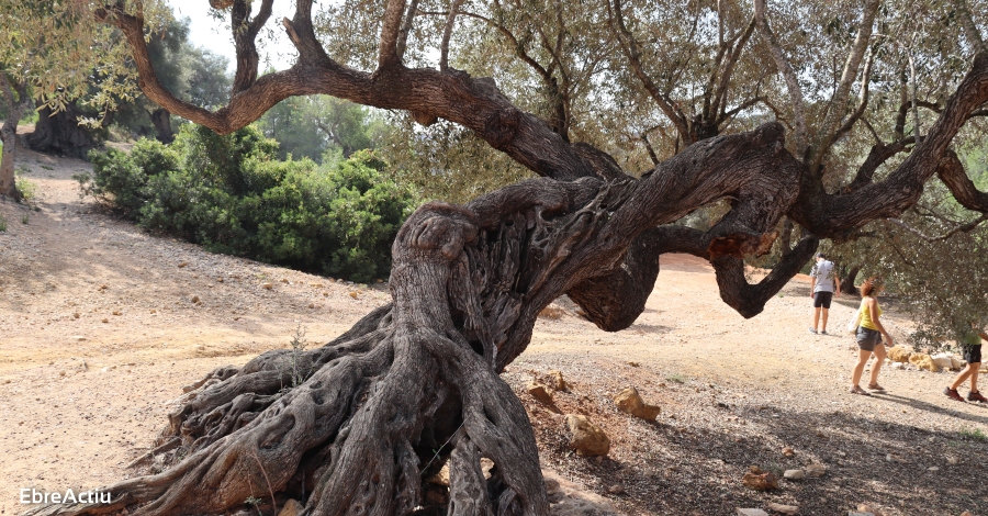 Bones previsions en la collita d’enguany per elaborar oli d’oliveres mil·lenàries | EbreActiu.cat, revista digital d’oci actiu | Terres de l’Ebre ... Bones previsions en la collita d’enguany per elaborar oli d’oliveres mil·lenàries | EbreActiu.cat, revista digital d’oci actiu | Terres de l’Ebre ...