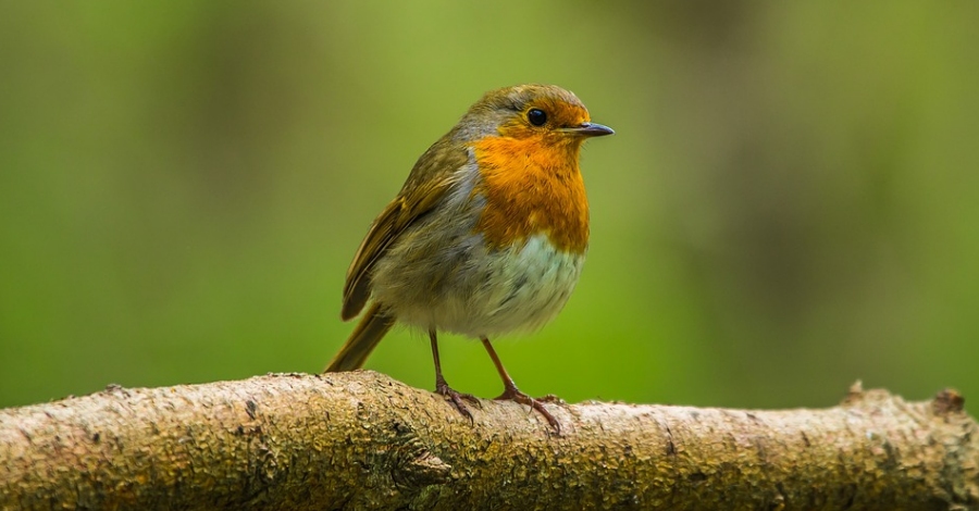 ¿Cómo viven los pájaros? ¿Cómo viven los pájaros?