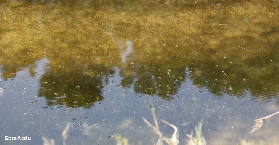 El COPATE comena la campanya de control del mosquit al delta de lEbre