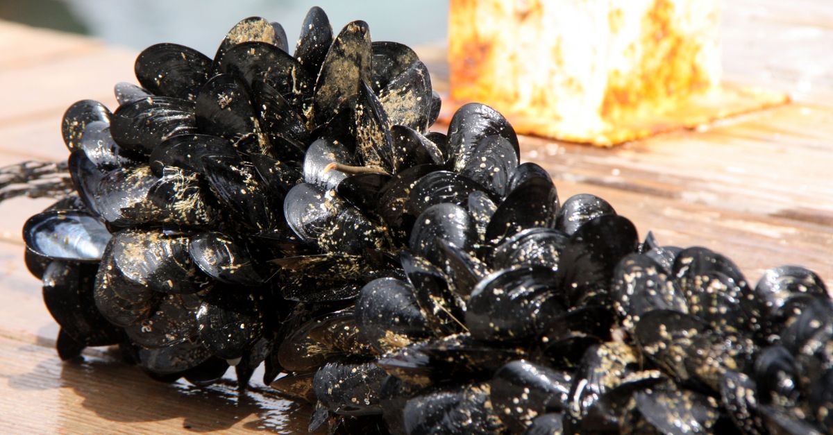 Comena la campanya del musclo al Delta, que sescura als Alfacs per evitar les onades de calor de lestiu