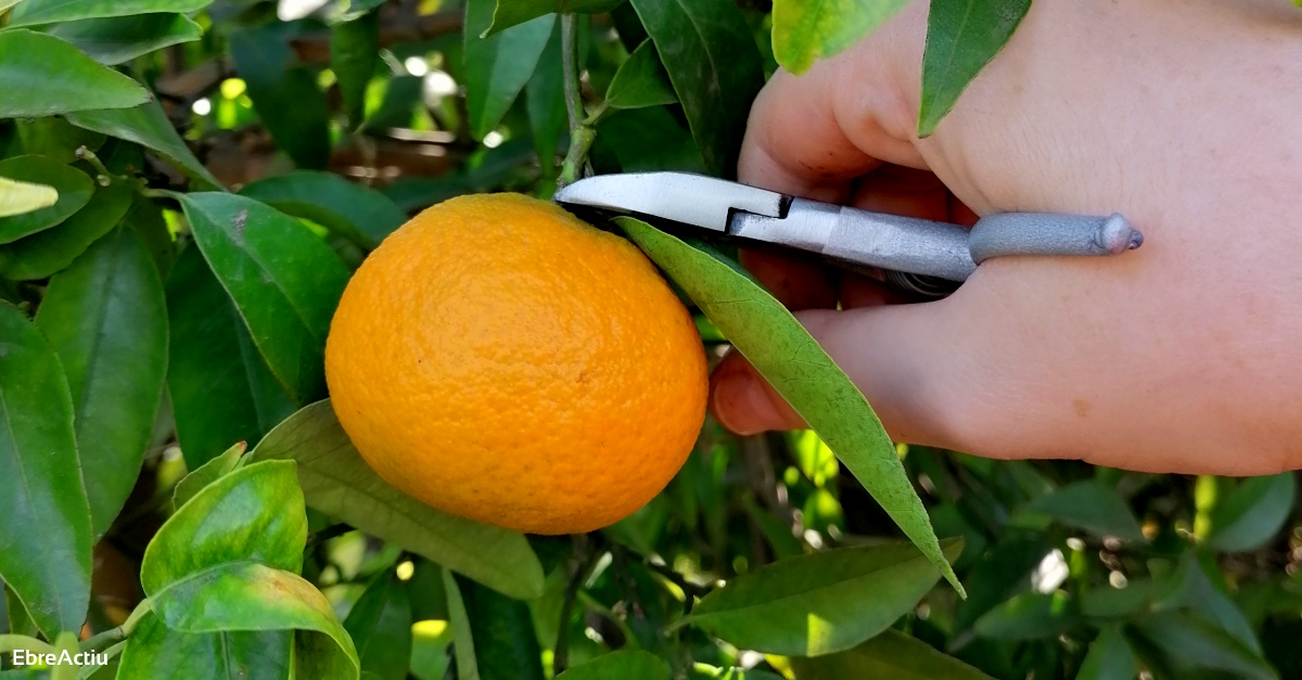 La IGP Clementina de les Terres de l’Ebre preveu una campanya amb més producció | EbreActiu.cat, revista digital d’oci actiu | Terres de l’Ebre ... La IGP Clementina de les Terres de l’Ebre preveu una campanya amb més producció | EbreActiu.cat, revista digital d’oci actiu | Terres de l’Ebre ...