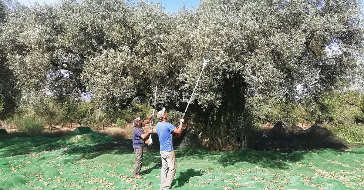 Comena la collita 2021 de la Marca de garantia Oli Farga Millenria