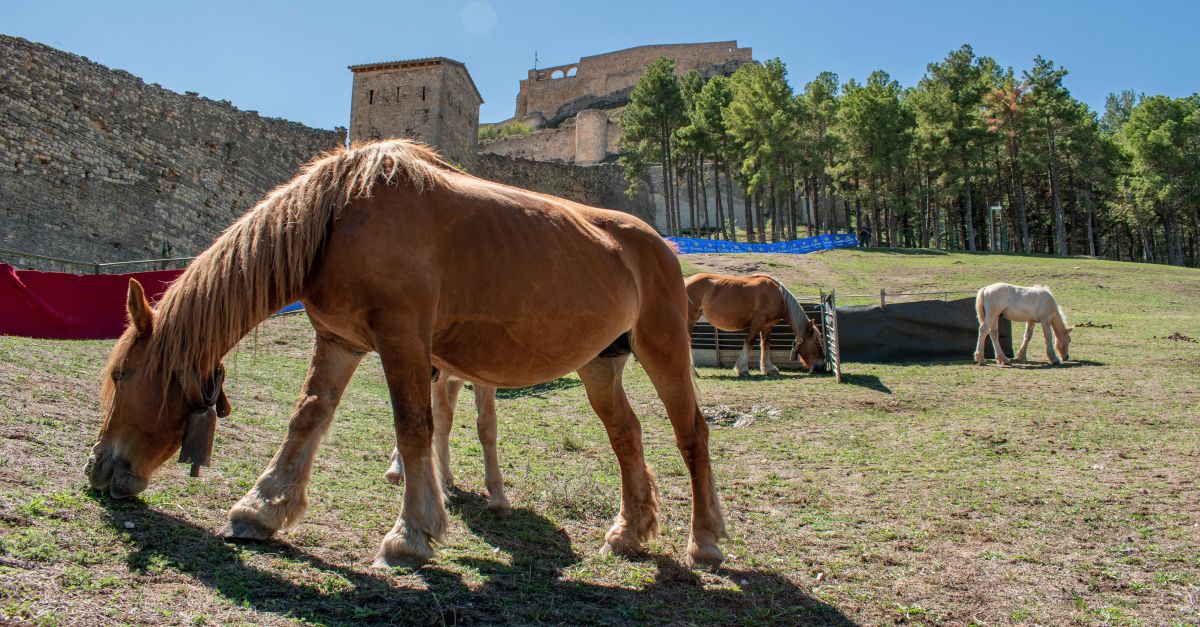 Comena l’edici 2024 de la Fira de Morella | EbreActiu.cat, revista digital d’oci actiu | Terres de l’Ebre ...